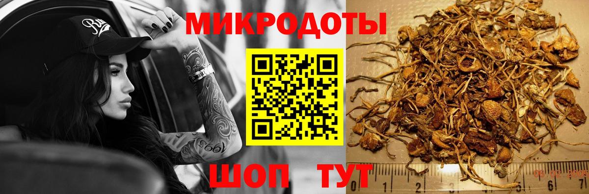 Галлюциногенные грибы Psilocybine cubensis Камышин
